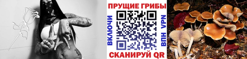 Галлюциногенные грибы мицелий  Купить где  Отрадное 